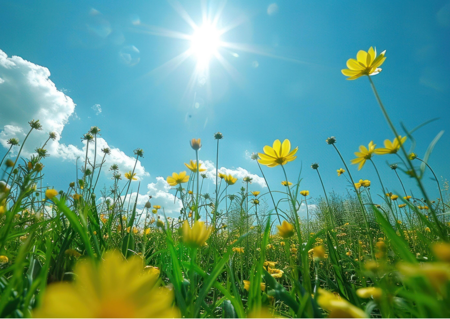 Sunny Day