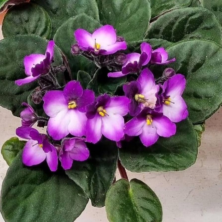 Sweet Violet | 4oz Discovery Set