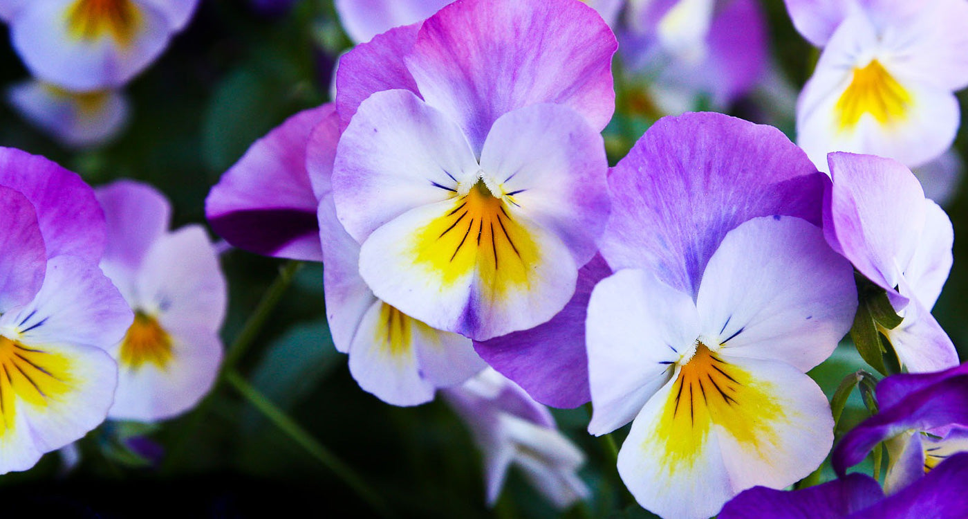 Sweet Violet | 4oz Discovery Set